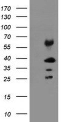 TMEM173 Mouse anti-Human, Clone: OTI1G5, lyophilized, TrueMAB 100 &mu;g;