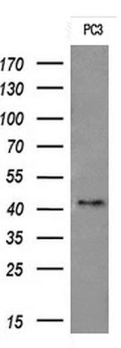 TMEM173 Monoclonal Antibody (OTI4A7), TrueMAB , OriGene 100 &mu;L; Unconjugated:Antibodies,