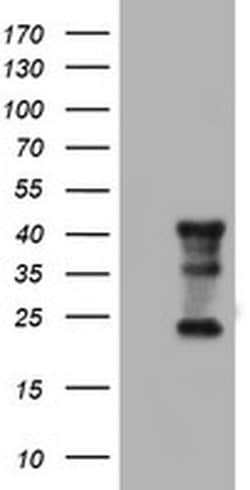 TMEM173 Monoclonal Antibody (OTI4H8), TrueMAB , OriGene 30 &mu;L; Unconjugated:Antibodies,