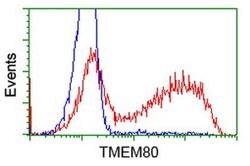TMEM80 Monoclonal Antibody (OTI2B7), TrueMAB , OriGene:Antibodies:Primary