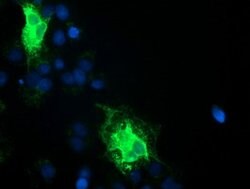 TMEM80 Mouse anti-Human, Clone: OTI2B7, lyophilized, TrueMAB 100 &mu;g;
