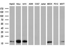 TMEM80 Mouse anti-Human, Clone: OTI2B7, lyophilized, TrueMAB 100 &mu;g;