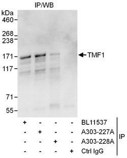 TMF1 Rabbit anti-Human, Polyclonal, Bethyl Laboratories 100 &mu;L | Buy Online | Bethyl Laboratories, Inc | Fisher Scientific