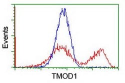 TMOD1 Monoclonal Antibody (OTI1F2), TrueMAB , OriGene 30 &mu;L; Unconjugated:Antibodies,