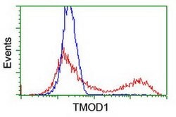 TMOD1 Monoclonal Antibody (OTI4G9), TrueMAB , OriGene:Antibodies:Primary