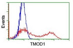 TMOD1 Monoclonal Antibody (OTI6D3), TrueMAB , OriGene 100 &mu;L; Unconjugated:Antibodies,