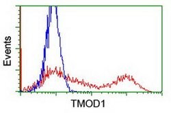 TMOD1 Monoclonal Antibody (OTI3B12), TrueMAB , OriGene 100 &mu;L; Unconjugated:Antibodies,