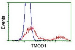 TMOD1 Mouse anti-Human, Clone: OTI5F8, lyophilized, TrueMAB 100 &mu;g;
