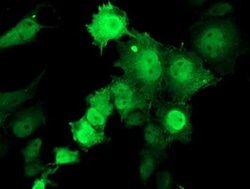 TMOD1 Monoclonal Antibody (OTI1F2), TrueMAB , OriGene 30 &mu;L; Unconjugated:Antibodies,