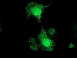 TMOD1 Monoclonal Antibody (OTI5F8), TrueMAB , OriGene 30 &mu;L; Unconjugated:Antibodies,
