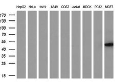TMOD1 Monoclonal Antibody (OTI7H3), TrueMAB , OriGene 30 &mu;L; Unconjugated:Antibodies,