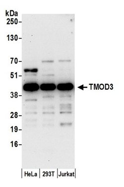 TMOD3 Rabbit anti-Human, Polyclonal, Bethyl Laboratories 100 &mu;L; Unconjugated:Antibodies,
