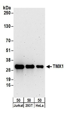 TMX1 Rabbit anti-Human, Polyclonal, Bethyl Laboratories 100 &mu;L; Unconjugated:Antibodies,