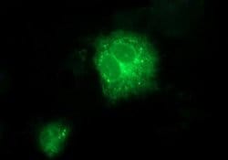 TMX1 Monoclonal Antibody (OTI1A4), TrueMAB , OriGene 100 &mu;L; Unconjugated:Antibodies,