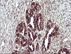 TMX1 Monoclonal Antibody (OTI1G1), TrueMAB , OriGene 100 &mu;L; Unconjugated:Antibodies,