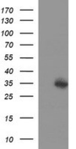 TMX1 Mouse anti-Human, Clone: OTI1D8, lyophilized, TrueMAB 100 &mu;g | Buy Online | OriGene | Fisher Scientific