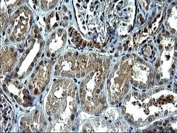TNFA Monoclonal Antibody (OTI1D9), TrueMAB , OriGene 100 &mu;L; Unconjugated:Antibodies,