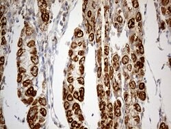 TNFAIP8 Mouse anti-Human, Clone: OTI1H9, lyophilized, TrueMAB 100 &mu;g;