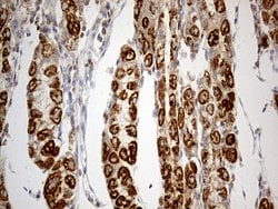 TNFAIP8 Mouse anti-Human, Clone: OTI1H9, TrueMAB , Origene 30 &mu;L; Unconjugated:Antibodies,