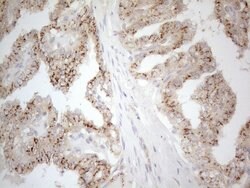 TNFRSF10B Mouse anti-Human, Mouse, Clone: OTI2A5, liquid, TrueMAB 100 &mu;L;