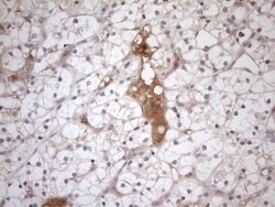 TNFRSF10B Mouse anti-Human, Mouse, Clone: OTI2A5, liquid, TrueMAB 100 &mu;L;