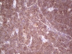 TNFRSF18 Monoclonal Antibody (OTI9G8), TrueMAB , OriGene 100 &mu;L; Unconjugated:Antibodies,