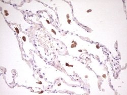 TNFRSF18 Mouse anti-Human, Clone: UMAB203, liquid, UltraMAB 100 &mu;L;