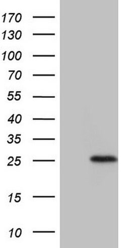 TNFRSF18 Monoclonal Antibody (OTI5G4), TrueMAB , OriGene:Antibodies:Primary