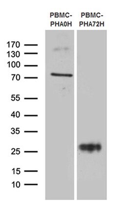 TNFRSF18 Monoclonal Antibody (OTI4A9), TrueMAB , OriGene:Antibodies:Primary