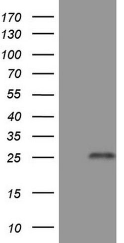 TNFRSF18 Monoclonal Antibody (OTI9G8), TrueMAB , OriGene:Antibodies:Primary