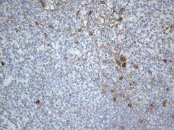 TNFRSF4 Mouse anti-Human, Clone: UMAB276, liquid, UltraMAB 30 &mu;L; Unconjugated:Antibodies,