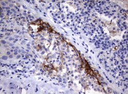 TNFRSF8 Monoclonal Antibody (OTI18D3), TrueMAB , OriGene 100 &mu;L; Unconjugated:Antibodies,