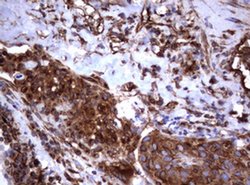 TNFRSF8 Monoclonal Antibody (OTI16H5), TrueMAB , OriGene 100 &mu;L; Unconjugated:Antibodies,