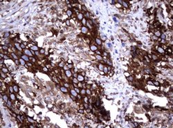 TNFRSF8 Monoclonal Antibody (OTI16H5), TrueMAB , OriGene 100 &mu;L; Unconjugated:Antibodies,