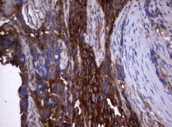 TNFRSF8 Monoclonal Antibody (OTI16H5), TrueMAB , OriGene 100 &mu;L; Unconjugated:Antibodies,