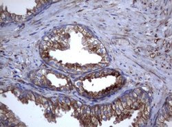 TNFRSF8 Monoclonal Antibody (OTI16H5), TrueMAB , OriGene 100 &mu;L; Unconjugated:Antibodies,