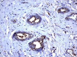 TNFRSF8 Monoclonal Antibody (OTI16H5), TrueMAB , OriGene 100 &mu;L; Unconjugated:Antibodies,