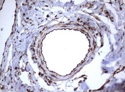 TNFRSF8 Monoclonal Antibody (OTI16H5), TrueMAB , OriGene 100 &mu;L; Unconjugated:Antibodies,