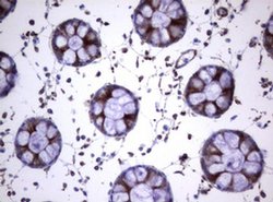 TNFRSF8 Monoclonal Antibody (OTI16H5), TrueMAB , OriGene 100 &mu;L; Unconjugated:Antibodies,