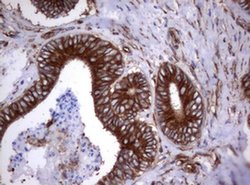 TNFRSF8 Monoclonal Antibody (OTI16H5), TrueMAB , OriGene 100 &mu;L; Unconjugated:Antibodies,