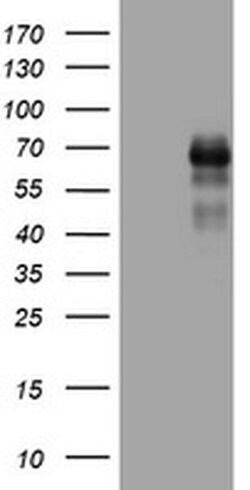 TNFRSF8 Monoclonal Antibody (OTI4B3), TrueMAB , OriGene 30 &mu;L | Buy Online | Origene Technologies | Fisher Scientific