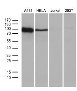 TNFRSF8 Monoclonal Antibody (OTI2H2), TrueMAB , OriGene:Antibodies:Primary