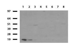TNNC1 Mouse anti-Human, Clone: UMAB204, liquid, UltraMAB 30 &mu;L; Unconjugated:Antibodies,