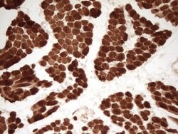 TNNT2 Mouse anti-Human, Clone: OTI3C6, lyophilized, TrueMAB 100 &mu;g;