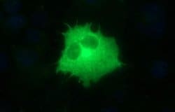 TOLLIP Mouse anti-Human, Clone: OTI2E6, liquid, TrueMAB 100 &mu;L; Unconjugated:Antibodies,