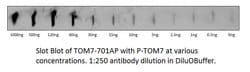 TOMM7 Rabbit anti-Bovine, Human, Mouse, Non-human Primate, Porcine, Rat,