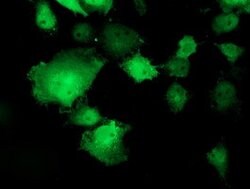 TOMM34 Mouse anti-Human, Clone: OTI1B4, lyophilized, TrueMAB 100 &mu;g;