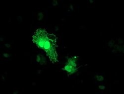 TOMM34 Mouse anti-Human, Clone: OTI1G7, liquid, TrueMAB 100 &mu;L; Unconjugated:Antibodies,