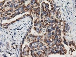 TOMM34 Monoclonal Antibody (OTI2A9), TrueMAB , OriGene 30 &mu;L; Unconjugated:Antibodies,