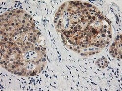 TOMM34 Monoclonal Antibody (OTI2A9), TrueMAB , OriGene 30 &mu;L; Unconjugated:Antibodies,